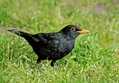 The blackbird