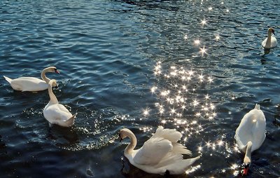 Swans and stars