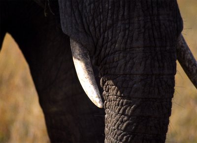 Tembo