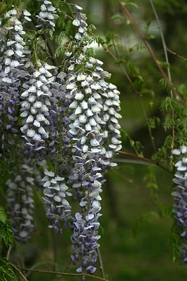 Springtime Flower