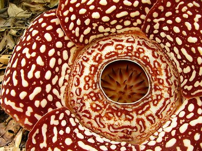 Rafflesia flower