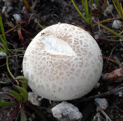 Mushroom Smile