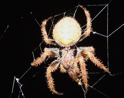 A Spider in the Night