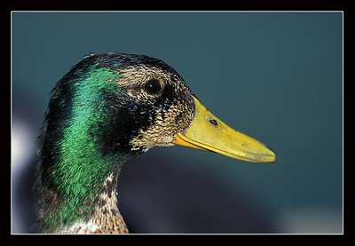 Duck portrait...