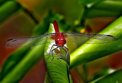 Red Dragonfly