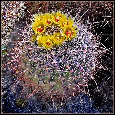 Barrel Cactus