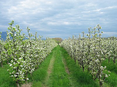 Pear Trees in Springtime