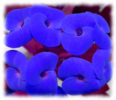 Blue Brothers