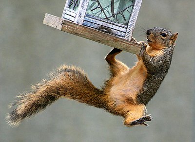 Hanging Squirrel