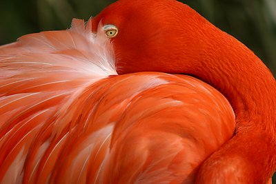 Flamingo Twycross Zoo