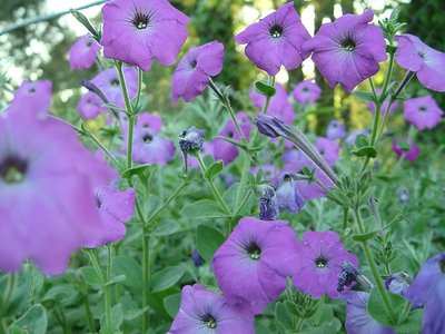 Petunias