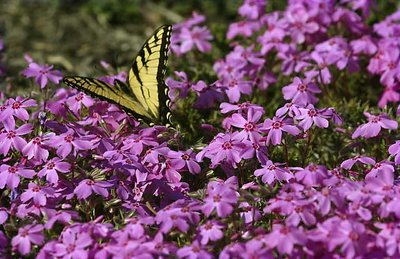 Yellow Butterfly