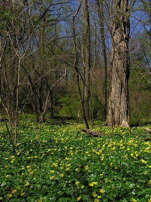 Spring carpet