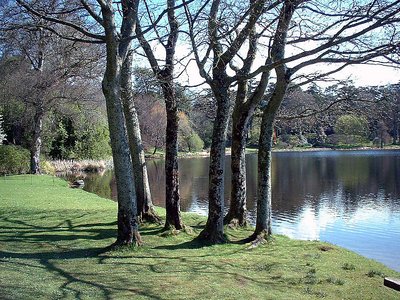 Lake Birches