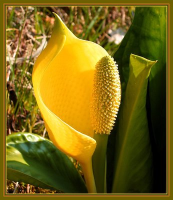 Sunlight  Flower