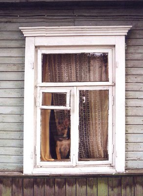 Dog In Window