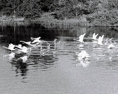 Flight of the Swans