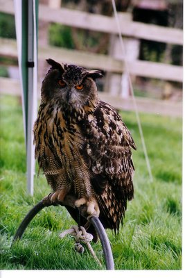 Heligan Owl