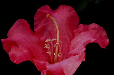 Rhododendron