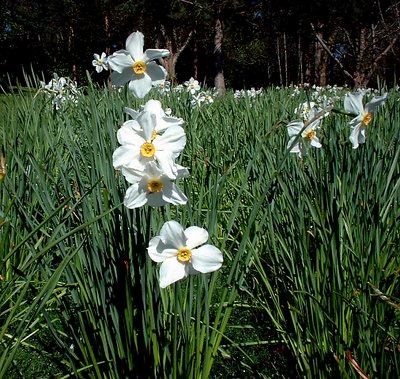 Field Daffodils