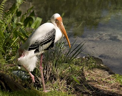 Painted Stork