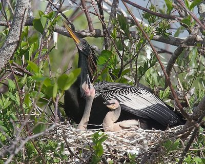 Proud New Mama