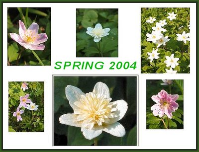 Wood Anemone for my UF Friends