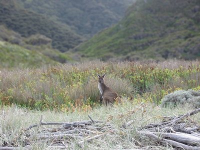 Western Grey Kangaroo