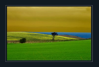 bush and small tree