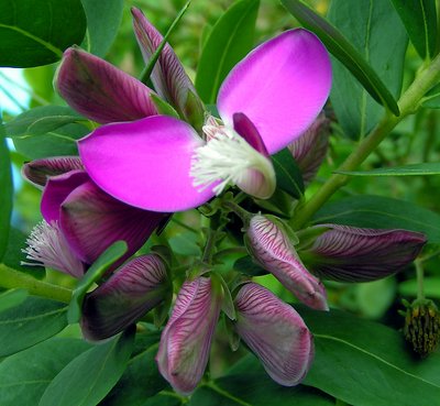 Polygala