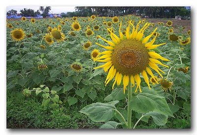 Yellow Harvest