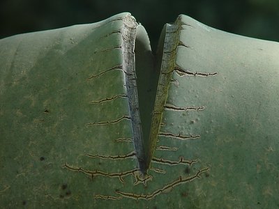 Open wound