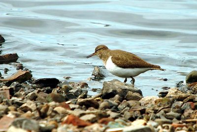 Common Sandpiper