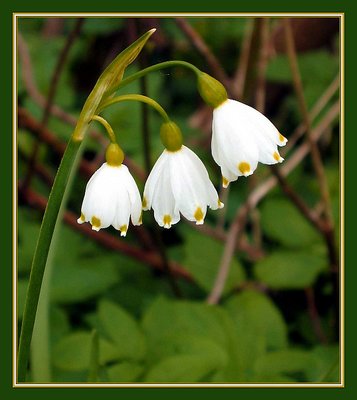 Spring Bells           /  Leucojum Vernum