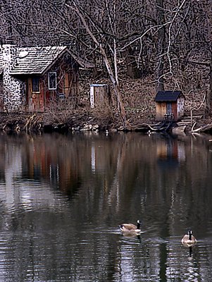 The lake shed and geese