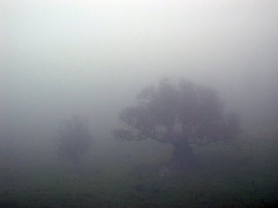 Misty Trees