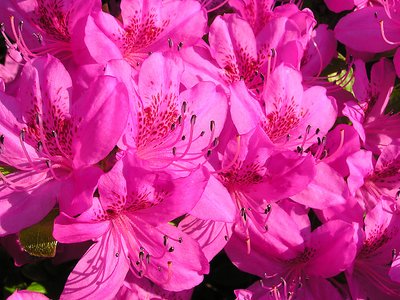 Azalea in my garden