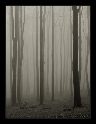 Misty forest