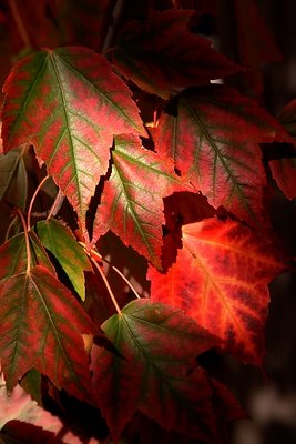 Red Light - Maple Leaves