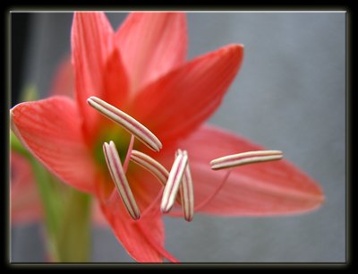 another lily in my garden
