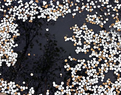 Petals in Puddle