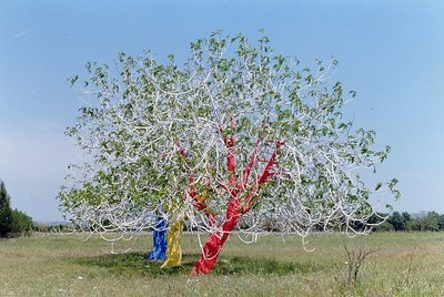 alberi colorati (sardinia)