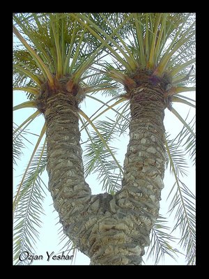 Y-Palm Tree