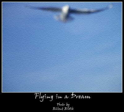 Flying in a Dream