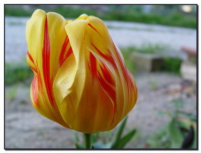 Tulip - outside it