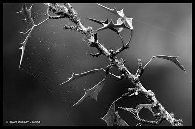 The Web