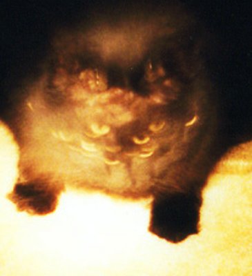 Badness, The 20 Eyed Cat