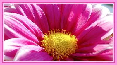 Pink!