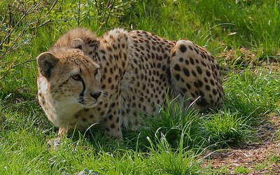 Crouching Cheetah