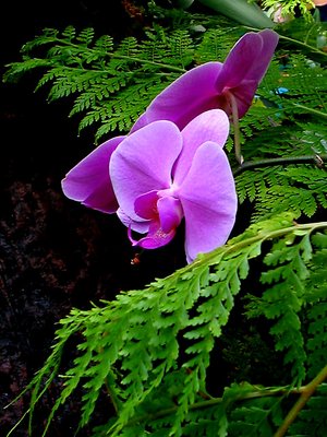 Purple Orchid